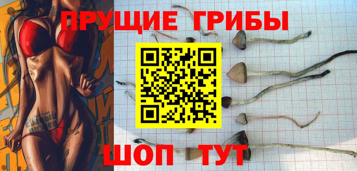 Галлюциногенные грибы GOLDEN TEACHER  Вход с VPN  где купить наркотик  Хасавюрт 